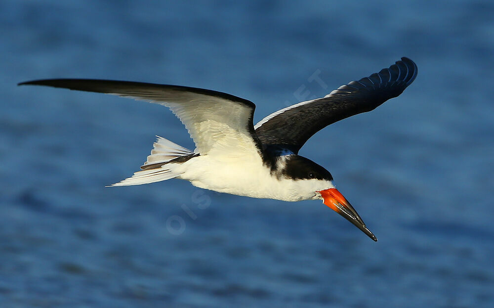 Black Skimmer