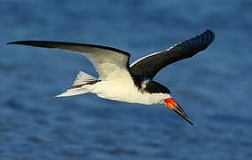 Black Skimmer