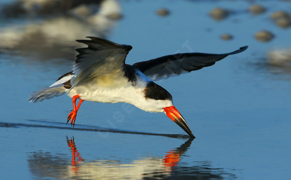 Black Skimmer, identification, Flight, feeding habits