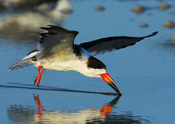 Black Skimmer