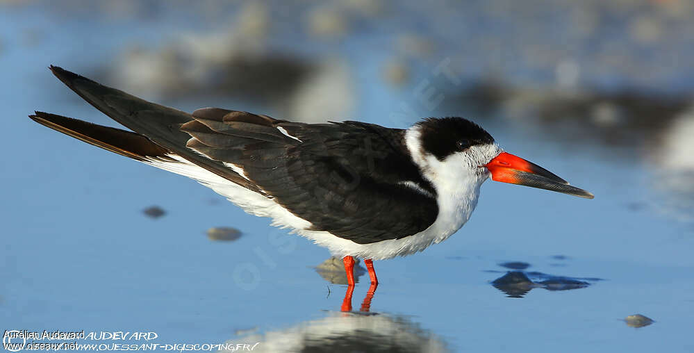 Black Skimmeradult post breeding, close-up portrait