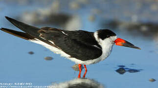 Black Skimmer