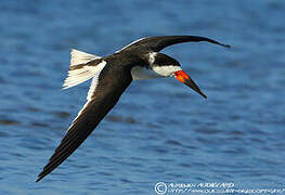 Black Skimmer