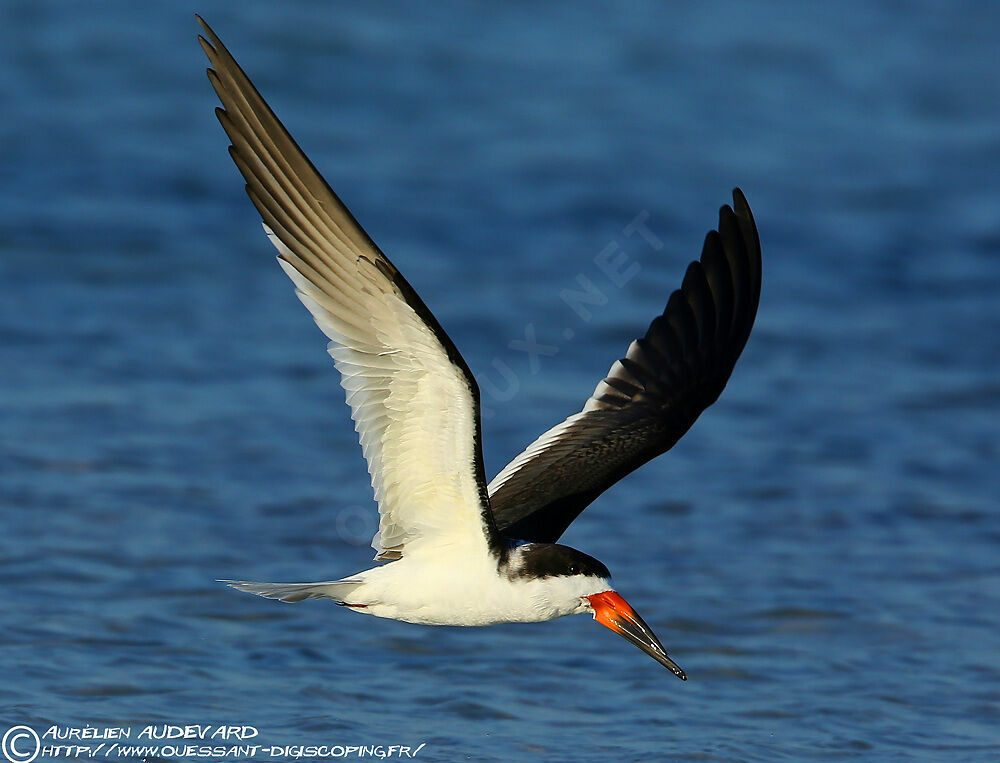 Black Skimmer