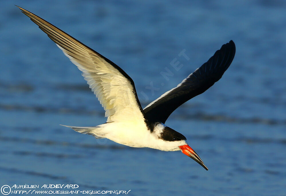 Black Skimmer, Flight