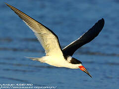 Black Skimmer