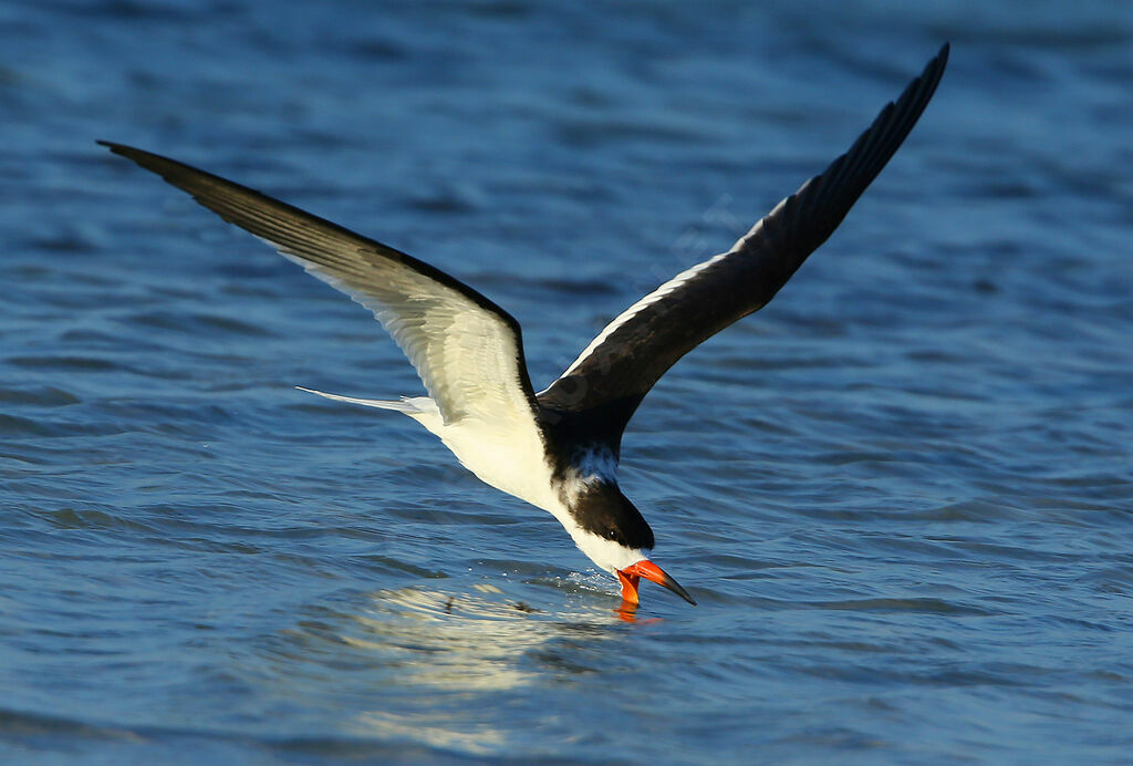 Black Skimmer, identification