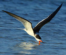 Black Skimmer