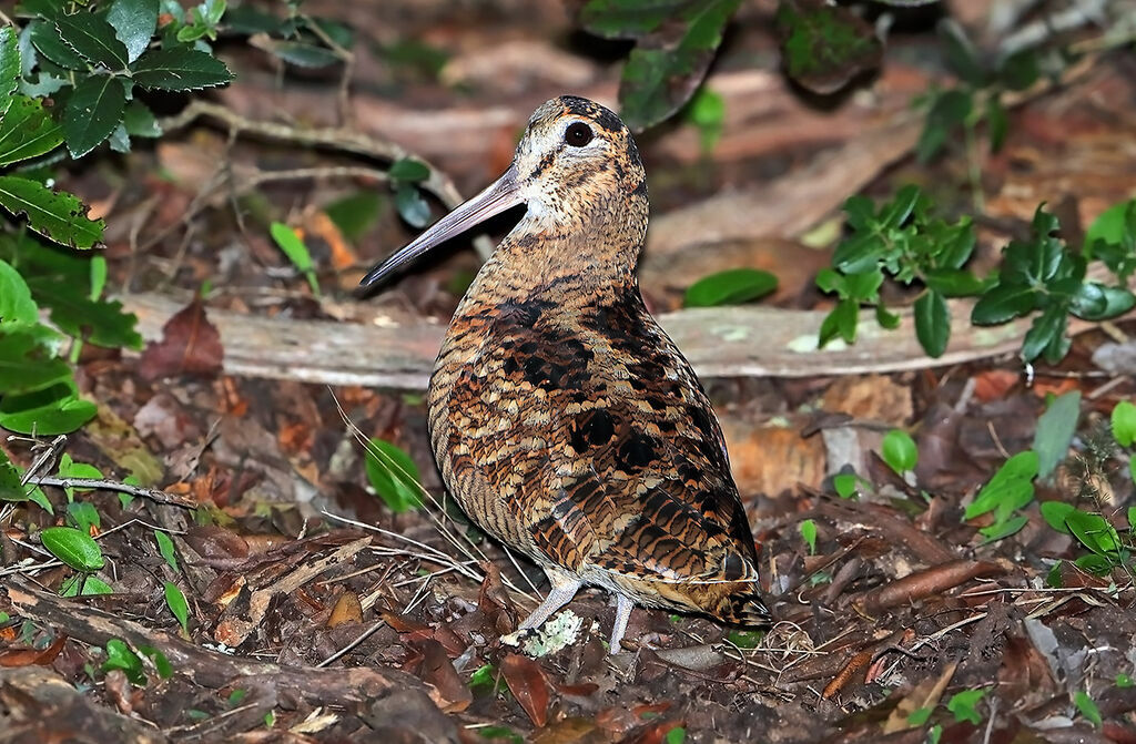 Eurasian Woodcock, identification