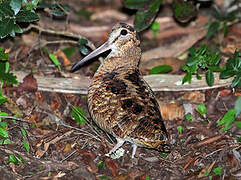 Eurasian Woodcock