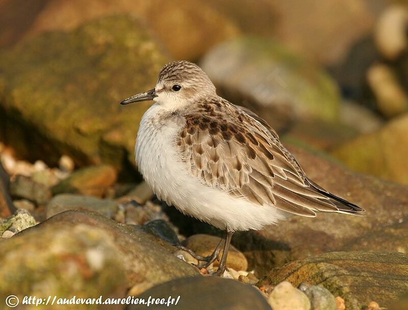 Red-necked StintFirst year