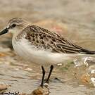 Red-necked Stint