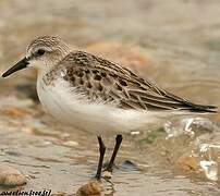 Red-necked Stint