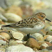 Red-necked Stint