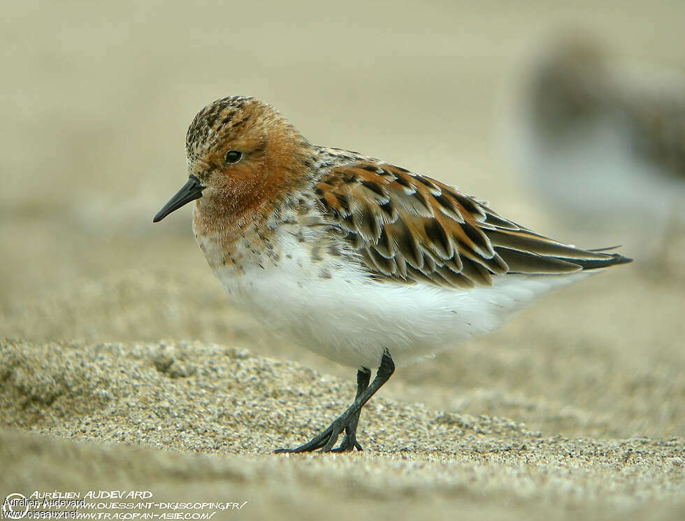 Red-necked Stintadult breeding, identification