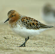 Red-necked Stint