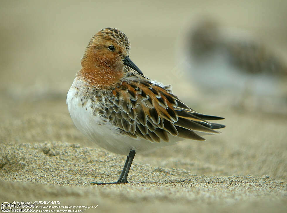 Red-necked Stintadult breeding, care, pigmentation