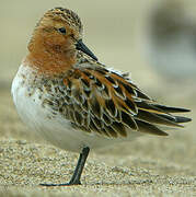 Red-necked Stint