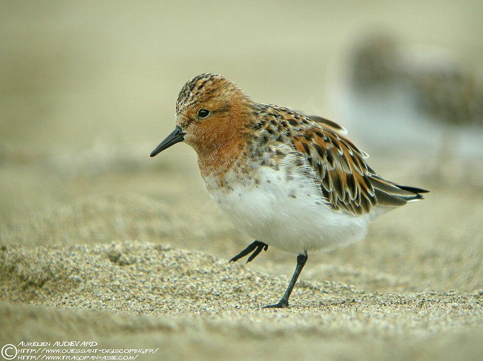 Red-necked Stint