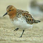 Red-necked Stint