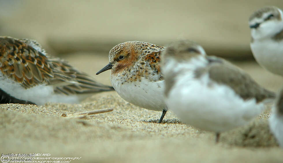 Red-necked Stintadult breeding, close-up portrait