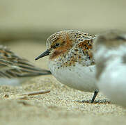 Red-necked Stint