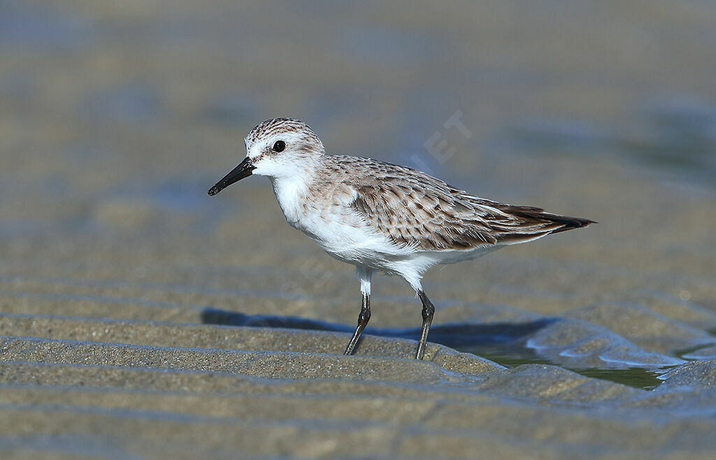 Red-necked Stint, identification