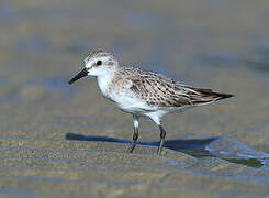 Red-necked Stint