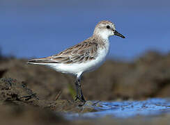 Red-necked Stint