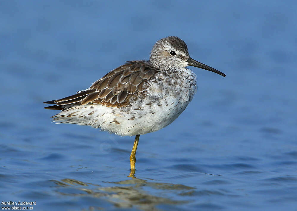 Stilt Sandpiperadult post breeding, identification