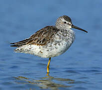 Stilt Sandpiper