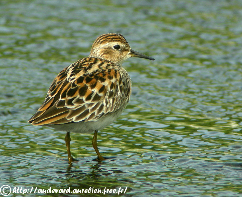 Long-toed Stint