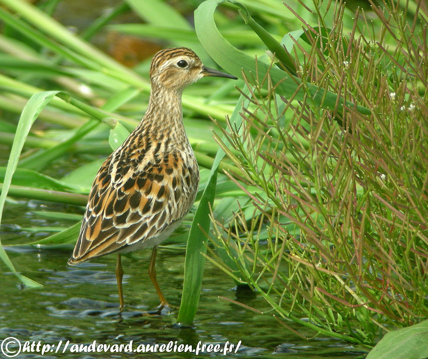 Long-toed Stintadult breeding