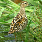 Long-toed Stint