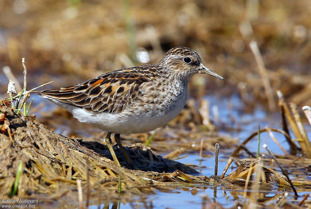 Long-toed Stintadult breeding, identification