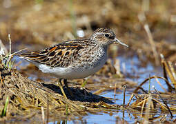 Long-toed Stint