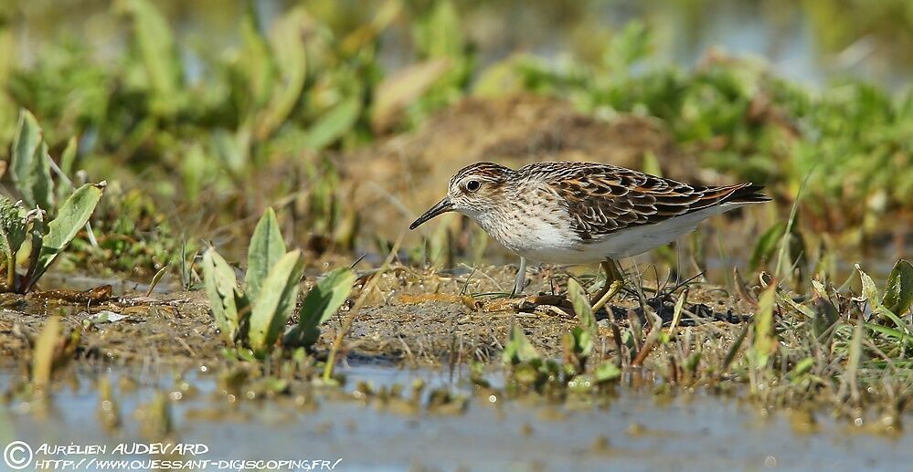 Long-toed Stint