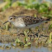 Long-toed Stint