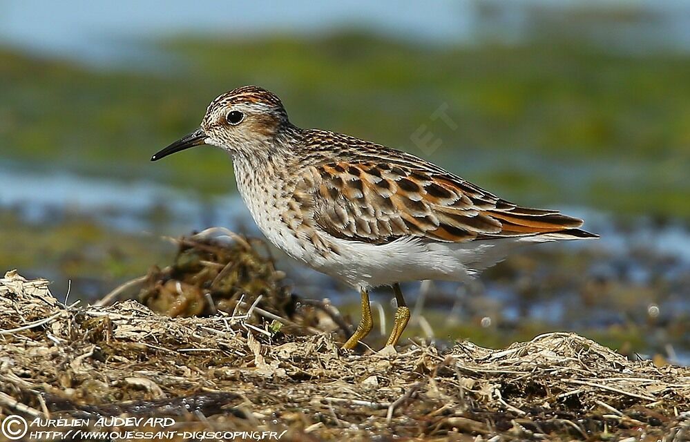 Long-toed Stintadult breeding