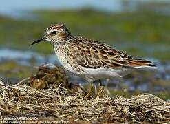 Long-toed Stint