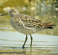 Sharp-tailed Sandpiper