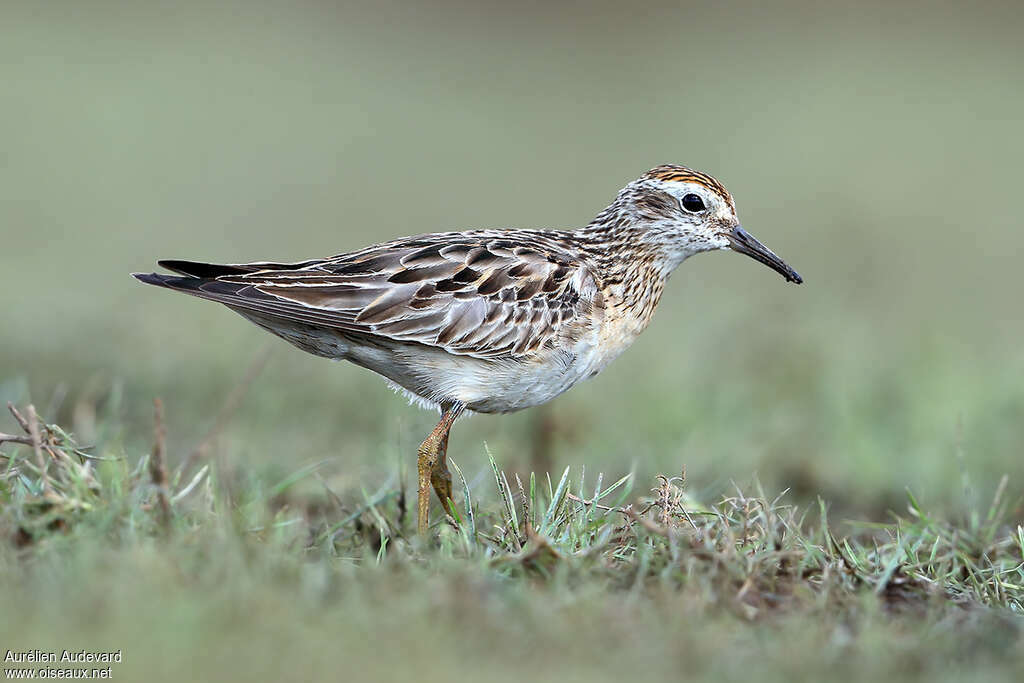 Sharp-tailed Sandpiperadult transition, identification