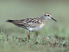 Sharp-tailed Sandpiper