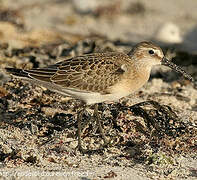 Curlew Sandpiper