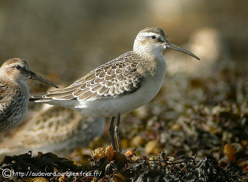 Curlew Sandpiper