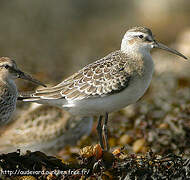 Curlew Sandpiper