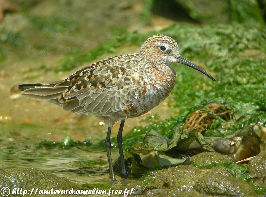 Curlew Sandpiper