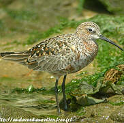 Curlew Sandpiper