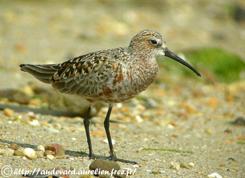 Curlew Sandpiperadult breeding