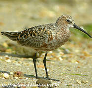 Curlew Sandpiper